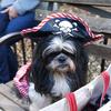 At the 21st annual Tompkins Square Halloween Dog Parade